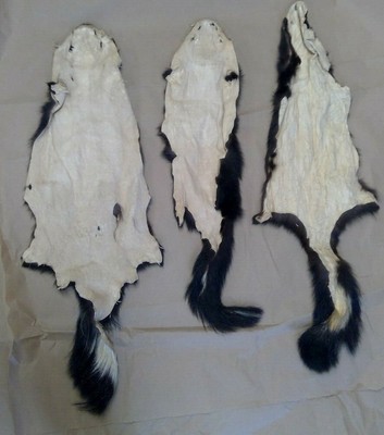 Three Tanned Skunk Pelts, great value 3tannedsk3106
