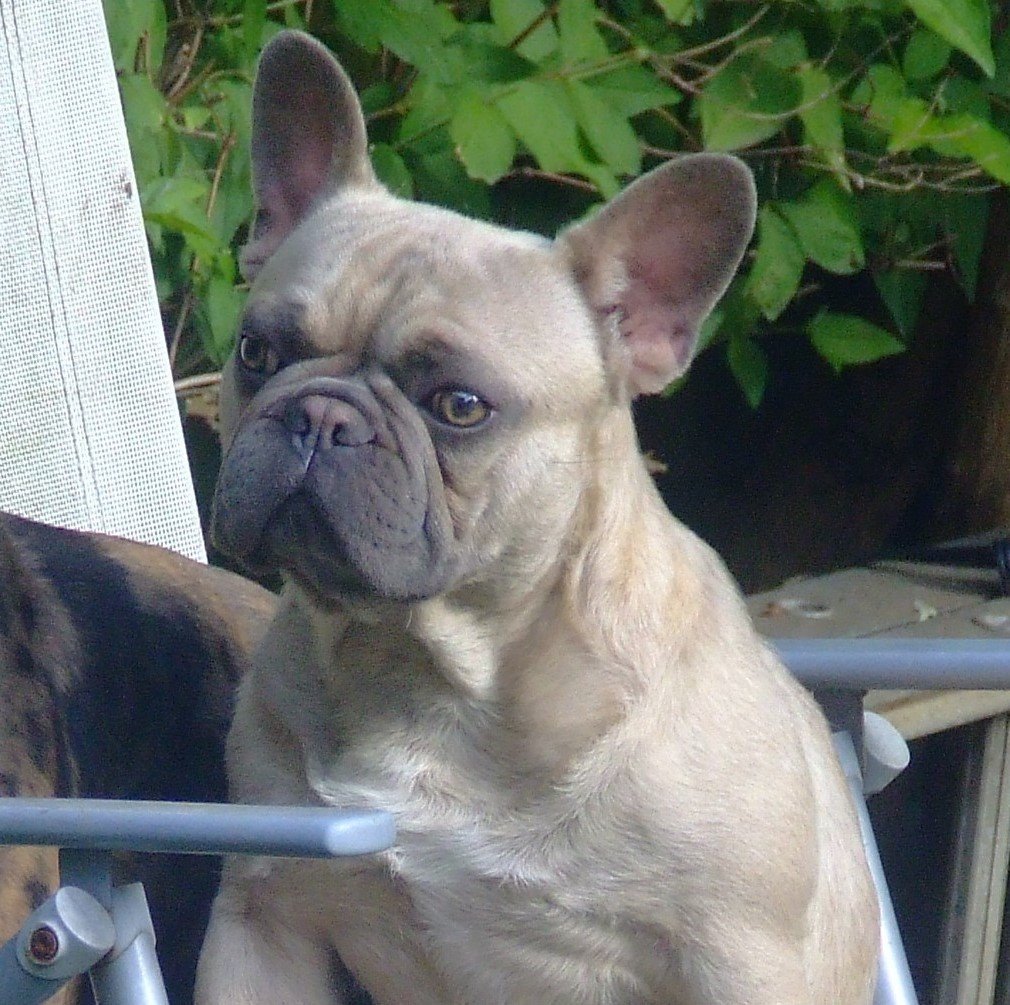 Lilac fawn kc reg french bulldog male | in Maidenhead ...