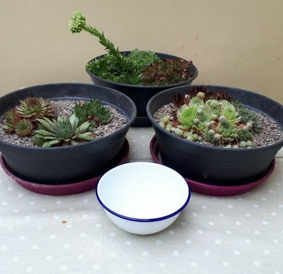 Christmas Pudding Bowl for sale in UK | View 61 bargains