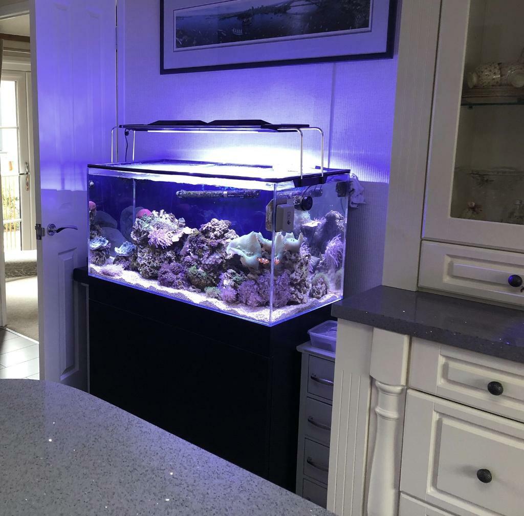 Salt Water Aquarium in Stepps, Glasgow Gumtree