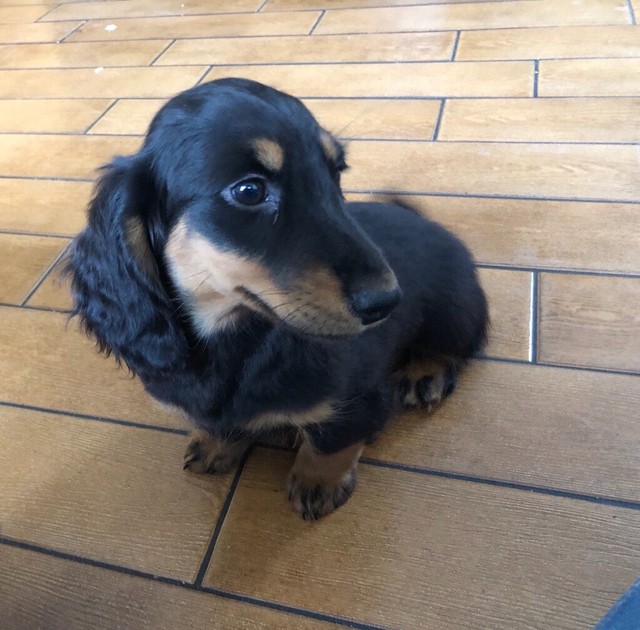 Miniature Long Haired Dachshund In Moira County Armagh Gumtree