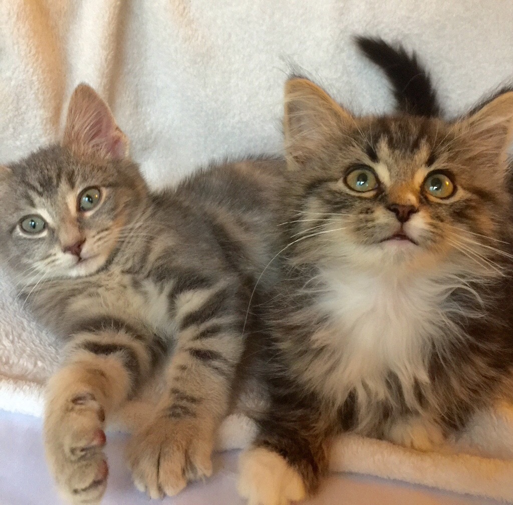 Stunning Maine Coon Cross and Silver Grey kittens in Plaistow, London Gumtree
