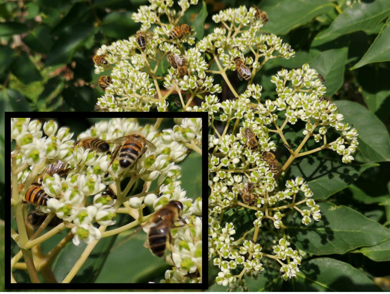 50 Bienenbaum Samen Tetradium Daniellii Honigesche FÃ¼R Bienen TausendblÃ¼Tenbaum 