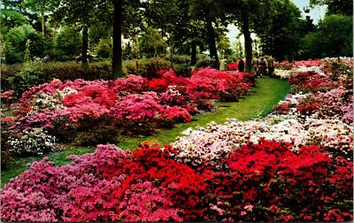 Wisley England RHS Gardens Kurume Azaleas Postcard unused 1970s (8170)
