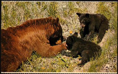Canadian Rockies - Mama Black Bear and Cubs - Mint Picture Postcard - Very Nice