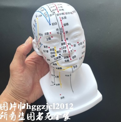Human Head Acupuncture Point Massage Model Teaching Education Health Care Tool