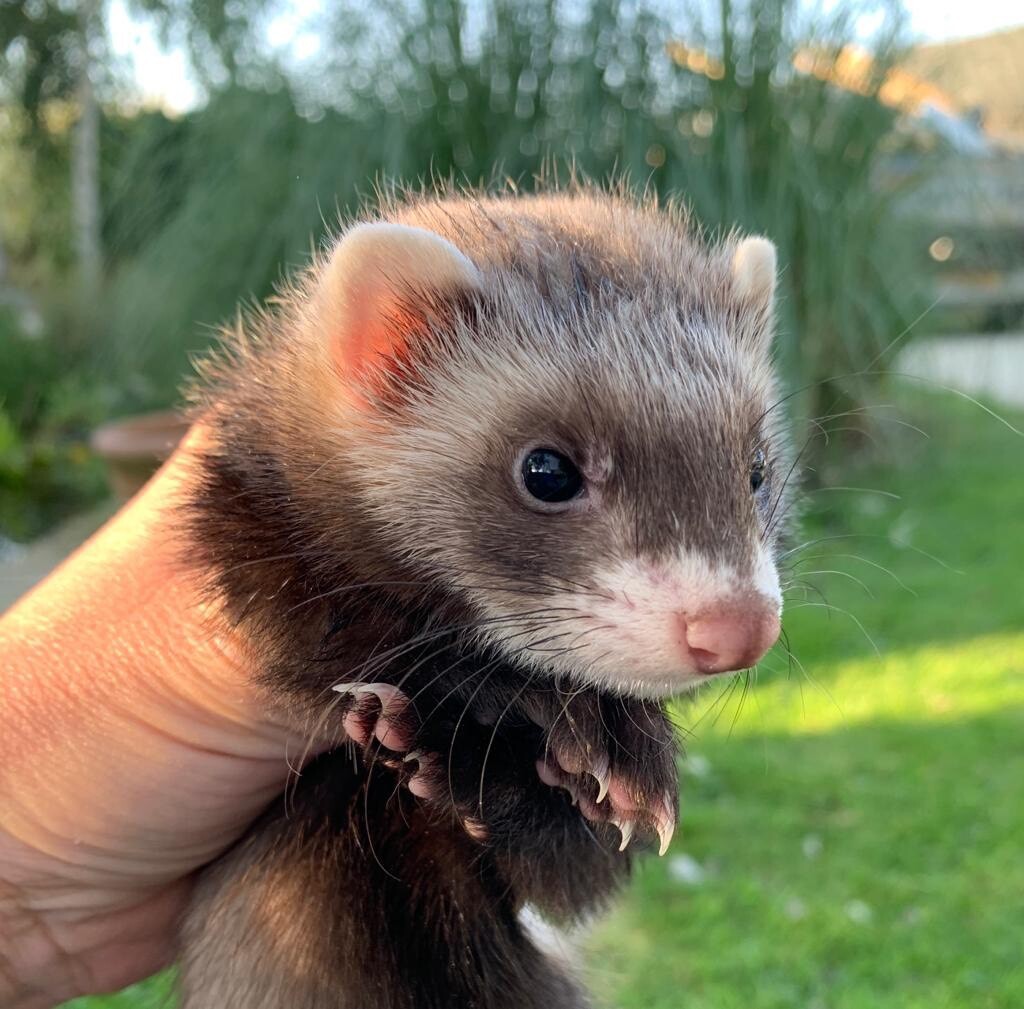 Angora x Polecat ferrets in Grove, Oxfordshire Gumtree