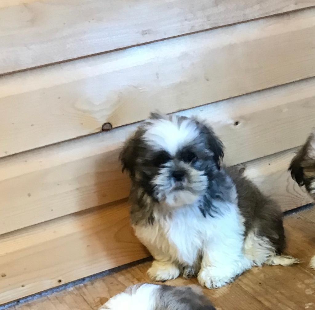 LAST 1 !!! Full breed shih tzu pups for sale in Coalisland, County Tyrone Gumtree