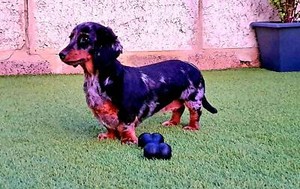 Long Haired Silver Dapple Dachshund Female 2 Years Dogs