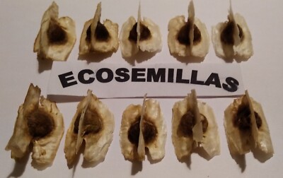 Moringa oleifera, árbol de la vida, milagroso comestible, 18 semillas ecologicas