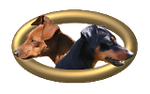 zwergpinscher-sorga