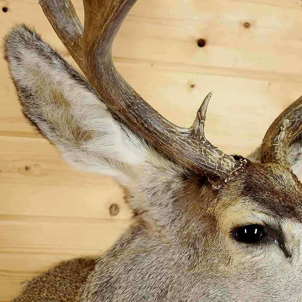 Mule Deer Taxidermy Mount - SW6215