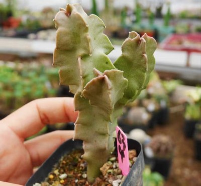 Rare Succulent Living Plant Caralluma foetida E. A. Bruce Own Root WYSIWYG