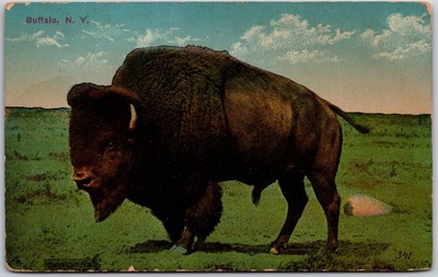 Buffalo New York NY, American Bison, Greener Pastures, Wild Animals, Postcard