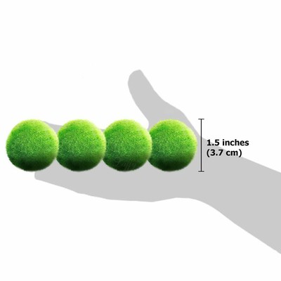 Luffy 3 Giant Living Marimo Moss Balls (~2 Inches) + 1 Nano Marimo Free! Live...