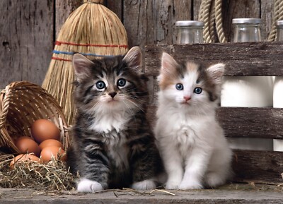 1000 Pieces Puzzle, Lovely Kittens, Clementoni 39340