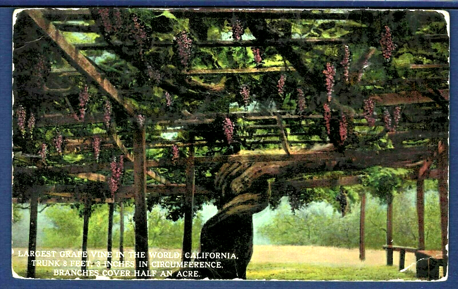 The Largest Grapevine in the World, Carpinteria, California