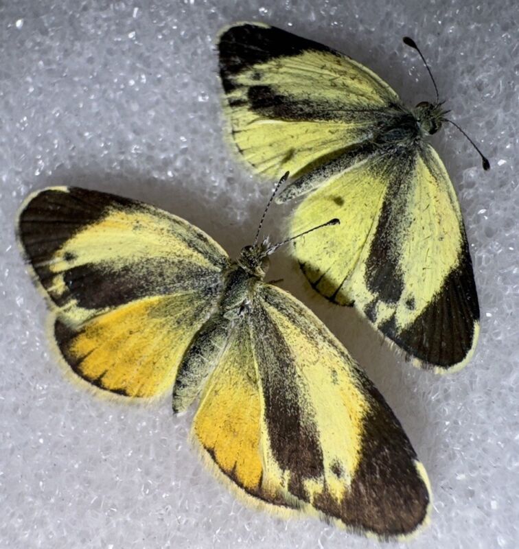 Dainty Sulphur Pair (M/F)  - Nathalis Iole  A1 Butterfly Specimens