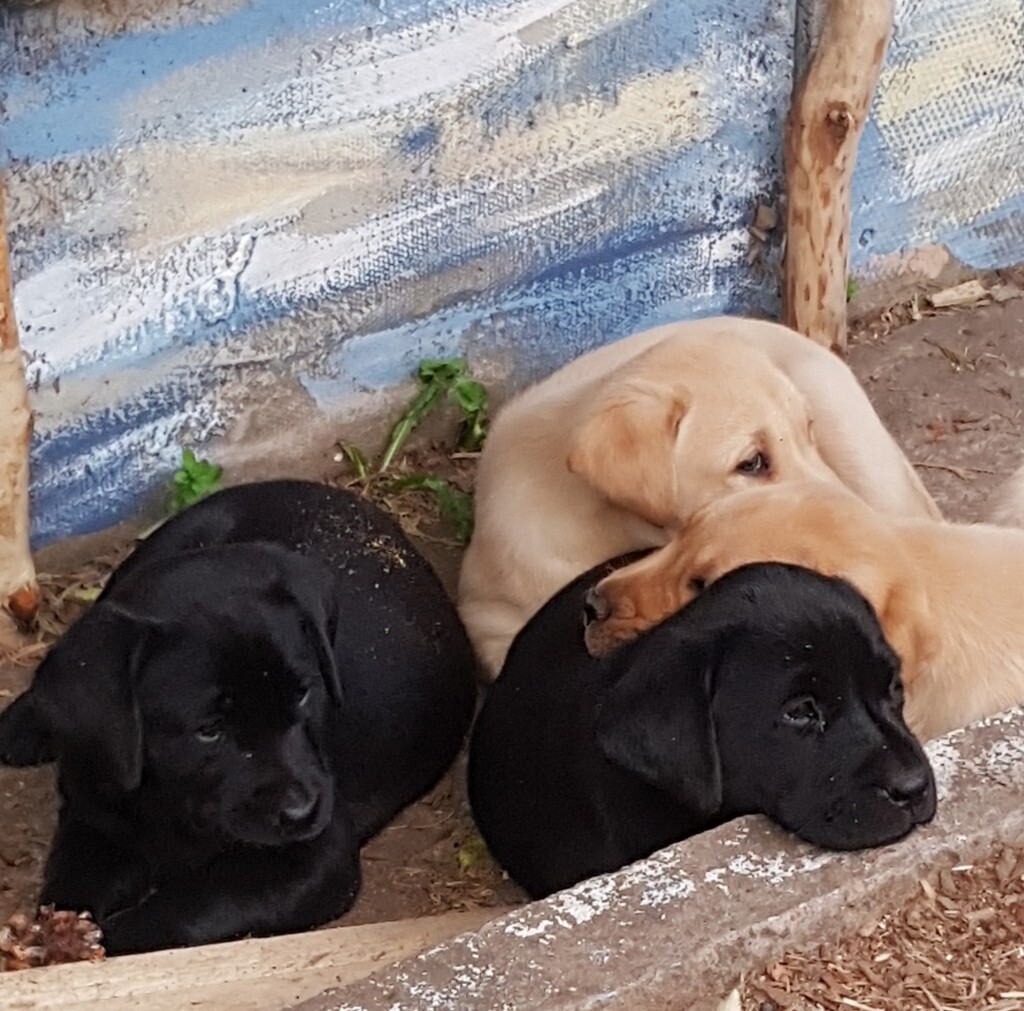 Labrador retriever puppies in Sandwell, West Midlands Gumtree