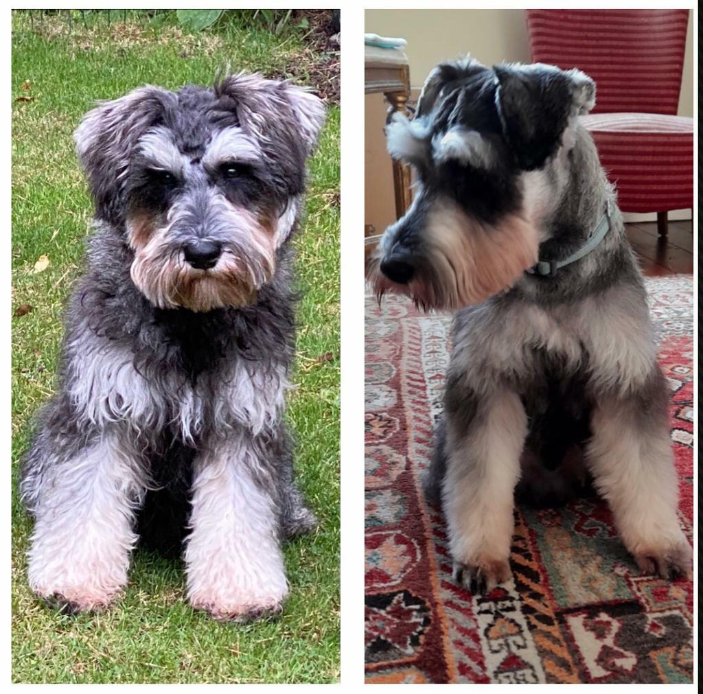 gumtree dog clippers