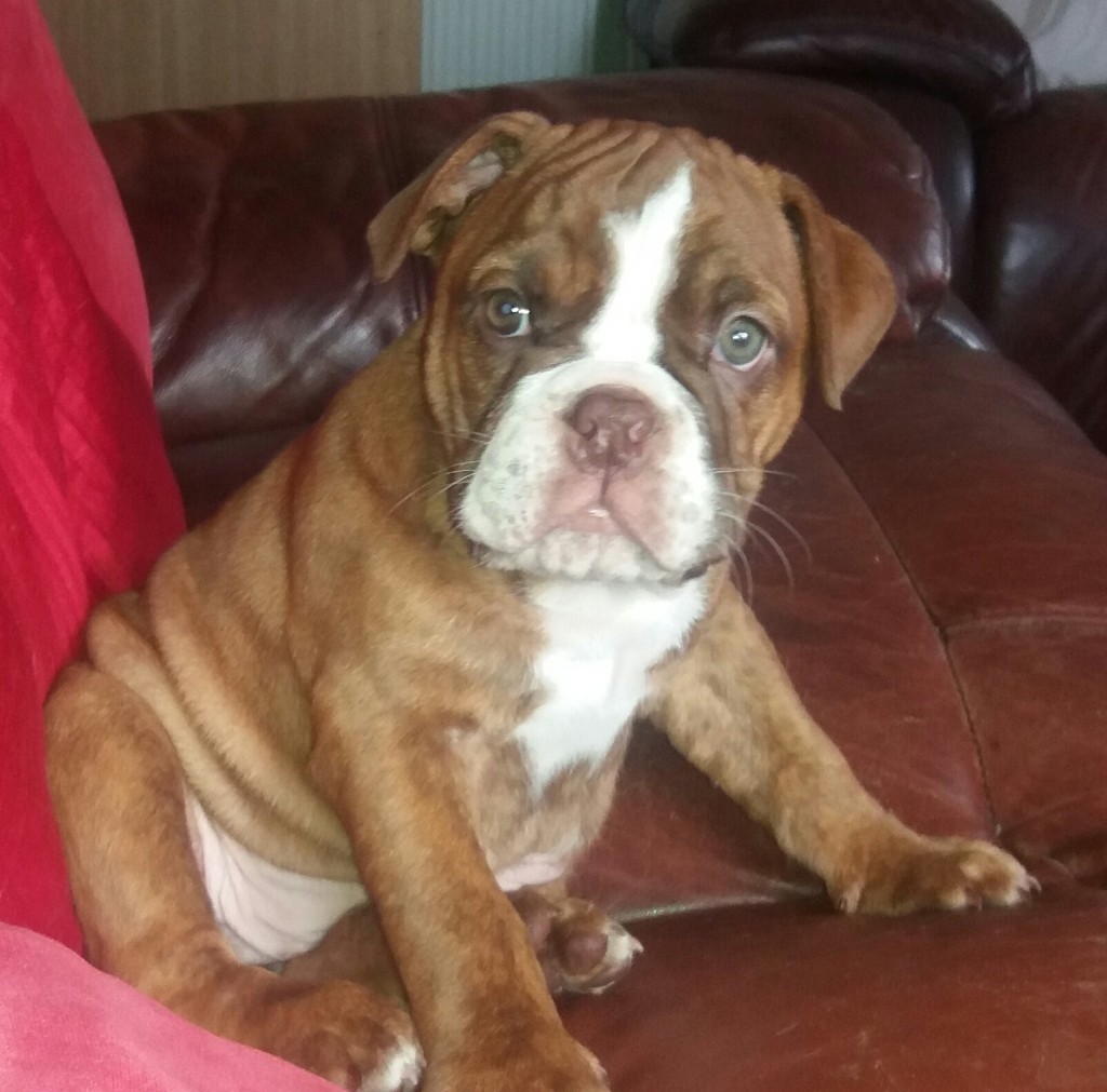 Victorian bulldog puppies in Cameron Toll, Edinburgh Gumtree
