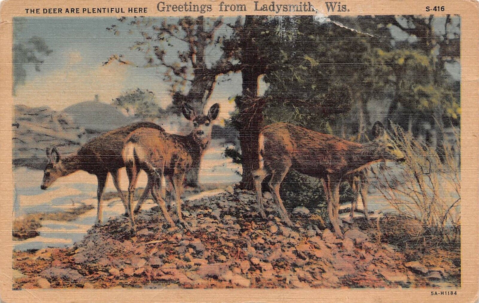 Antique Postcard The Deer Are Plentiful Here ,Wisconsin