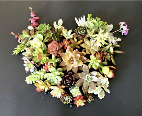 15 Beautiful, Colorful HealthyORGANIC Succulent Cuttings 15 Varieties FREE SHIP