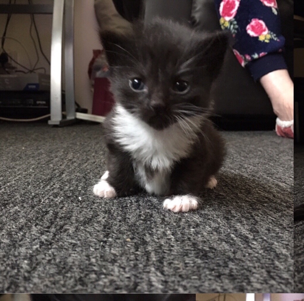 1 Female long haired black and white kitten for sale in Frenchay