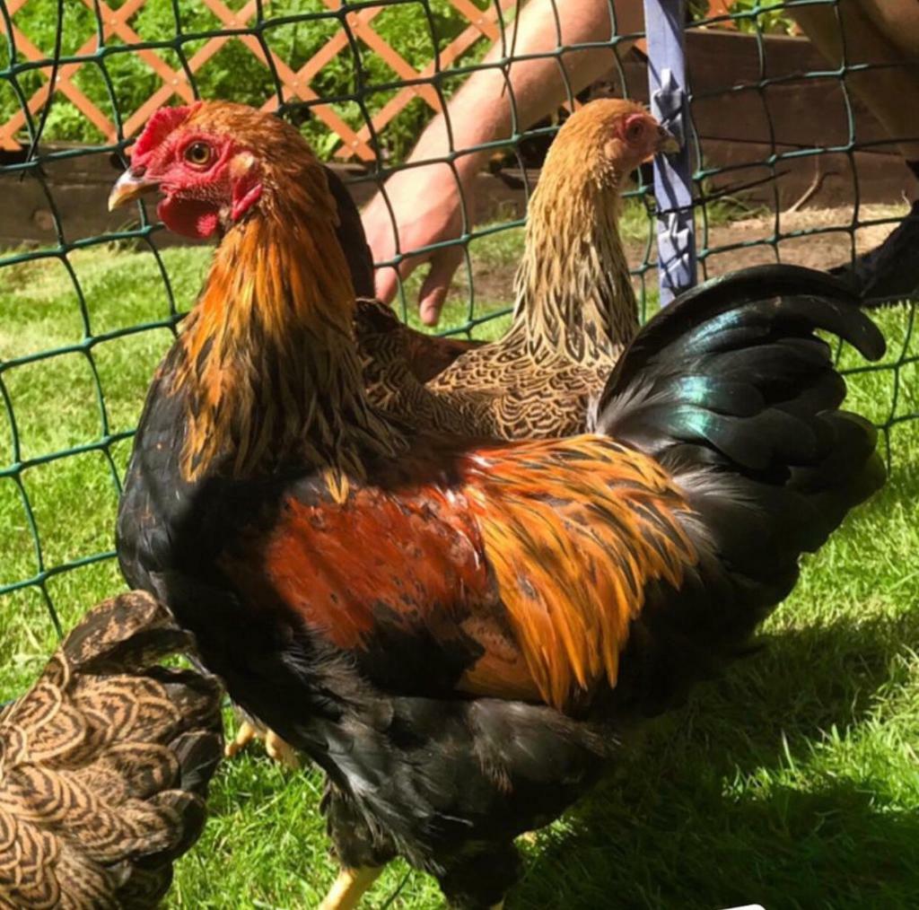 Bantam golden partridge Wyandotte cockrel. in Pontarddulais, Swansea Gumtree