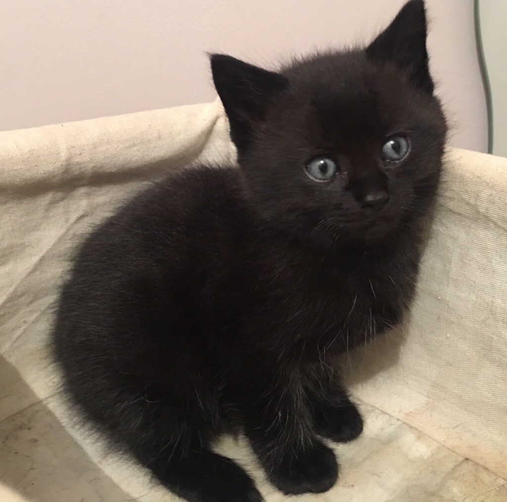 Females Black & white kitten Dark brown kitten looking for loving homes