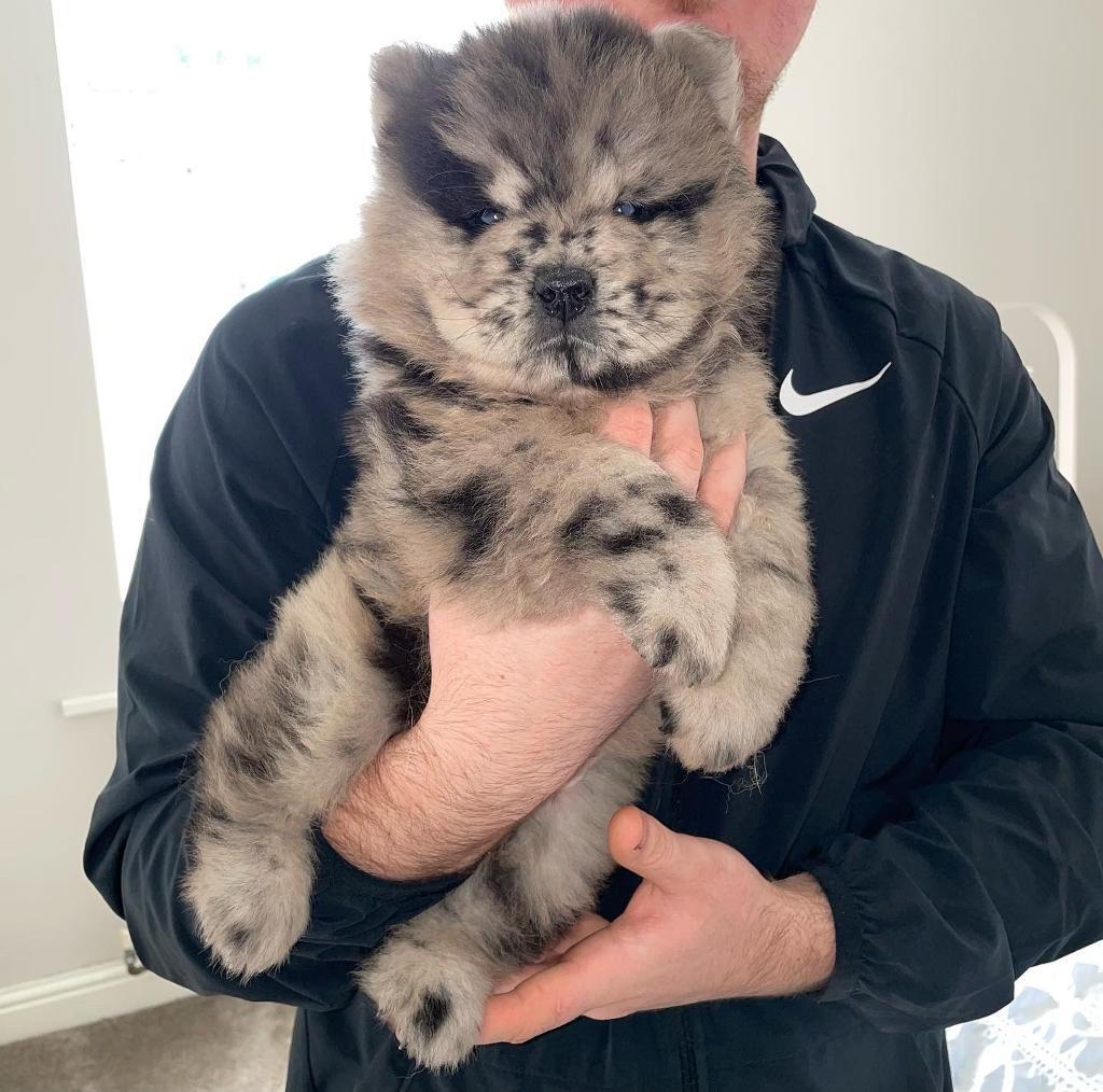 Male Merle Chow Chow ready to leave in Burnley, Lancashire Gumtree