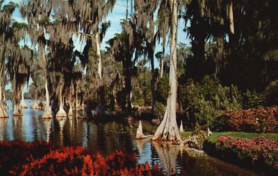 Postcard FL Cypress Gardens Cypress Trees Lake Eloise 1968 Vintage PC J3287