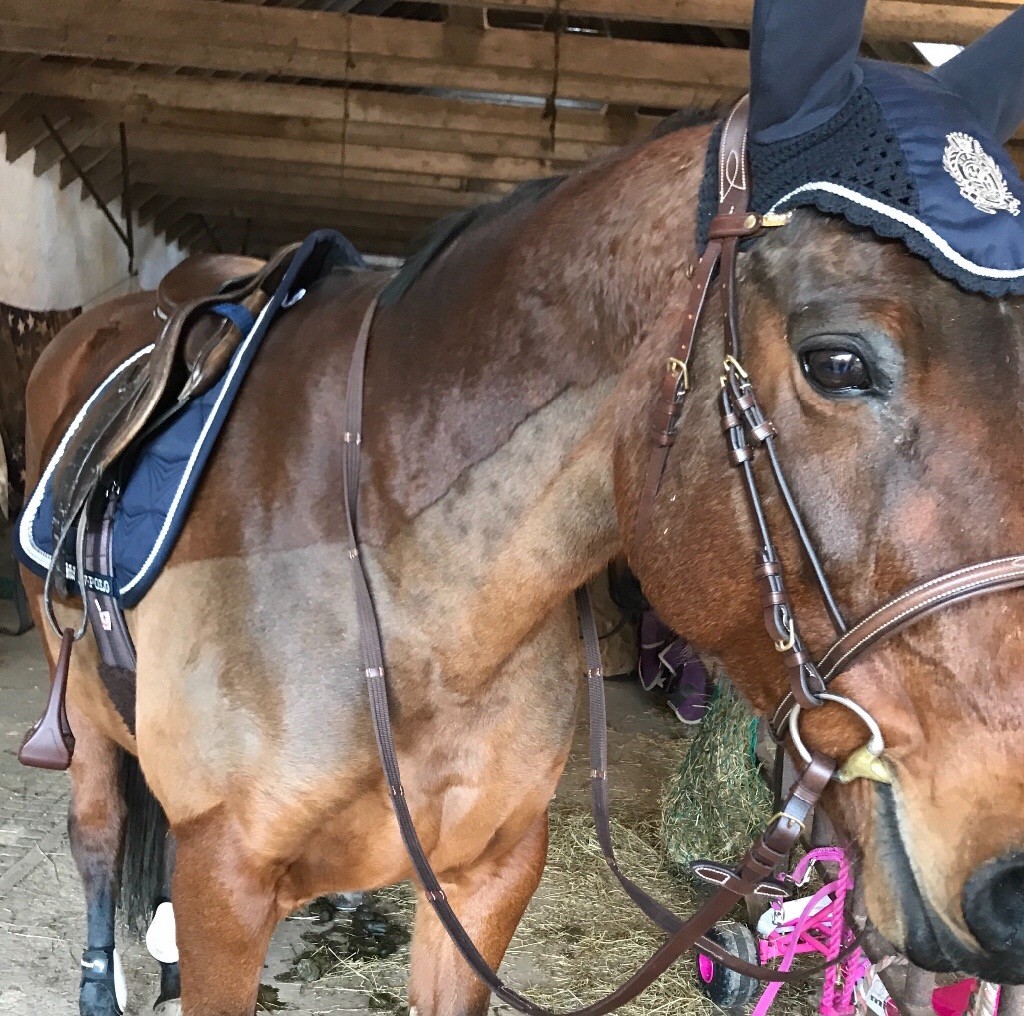 16.1hh Irish sports horse in Girvan, South Ayrshire Gumtree