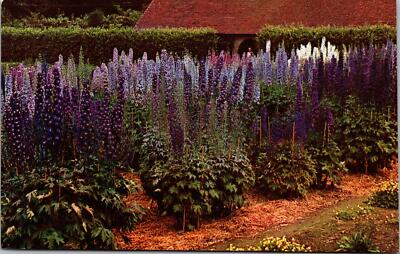 Wisley England RHS Gardens Delphinium Trials Postcard unused 1970s (8169)
