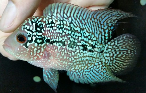 Flowerhorn Kamalau High Quality!! 3inch #57