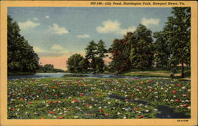 Newport News Virginia America vintage postcard  1955  Lily Pond Huntington Park