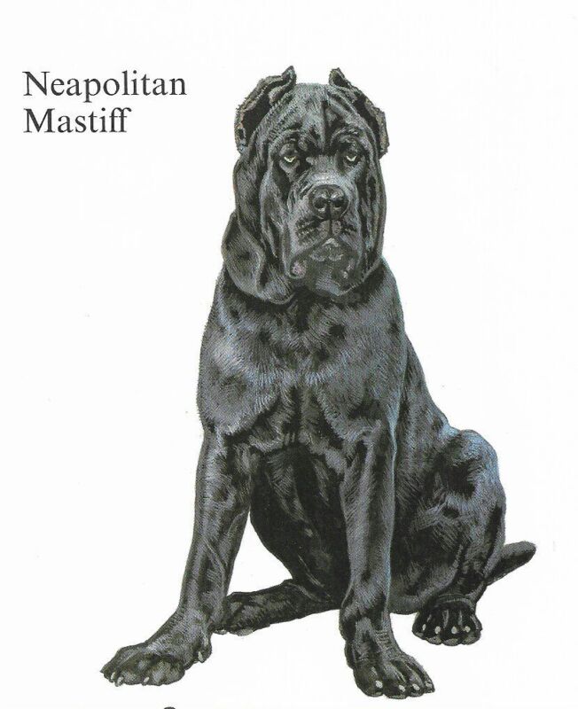 Neapolitan Mastiff - CUSTOM MATTED - 1988 Vintage Dog Art Print - Cozzaglio