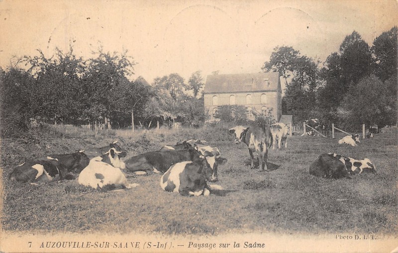 76-Auzouville Sur Saane-Vaches-NÂ°6030-E/0067