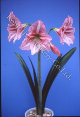 Original Hippeastrum cv. 'Autumn Pink Lady'  1bulb