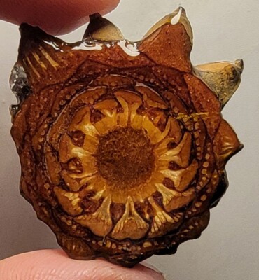 Rare and Unique Knobcone Slice Pendant!