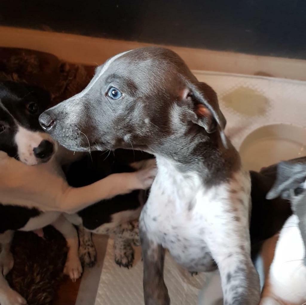 Whippet x whippet pointer in Dunmurry, Belfast Gumtree