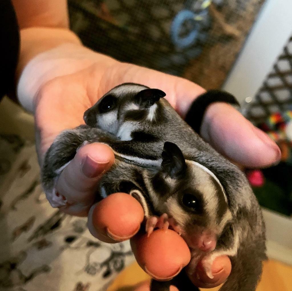 Sugar Gliders For Sale in Billericay, Essex Gumtree