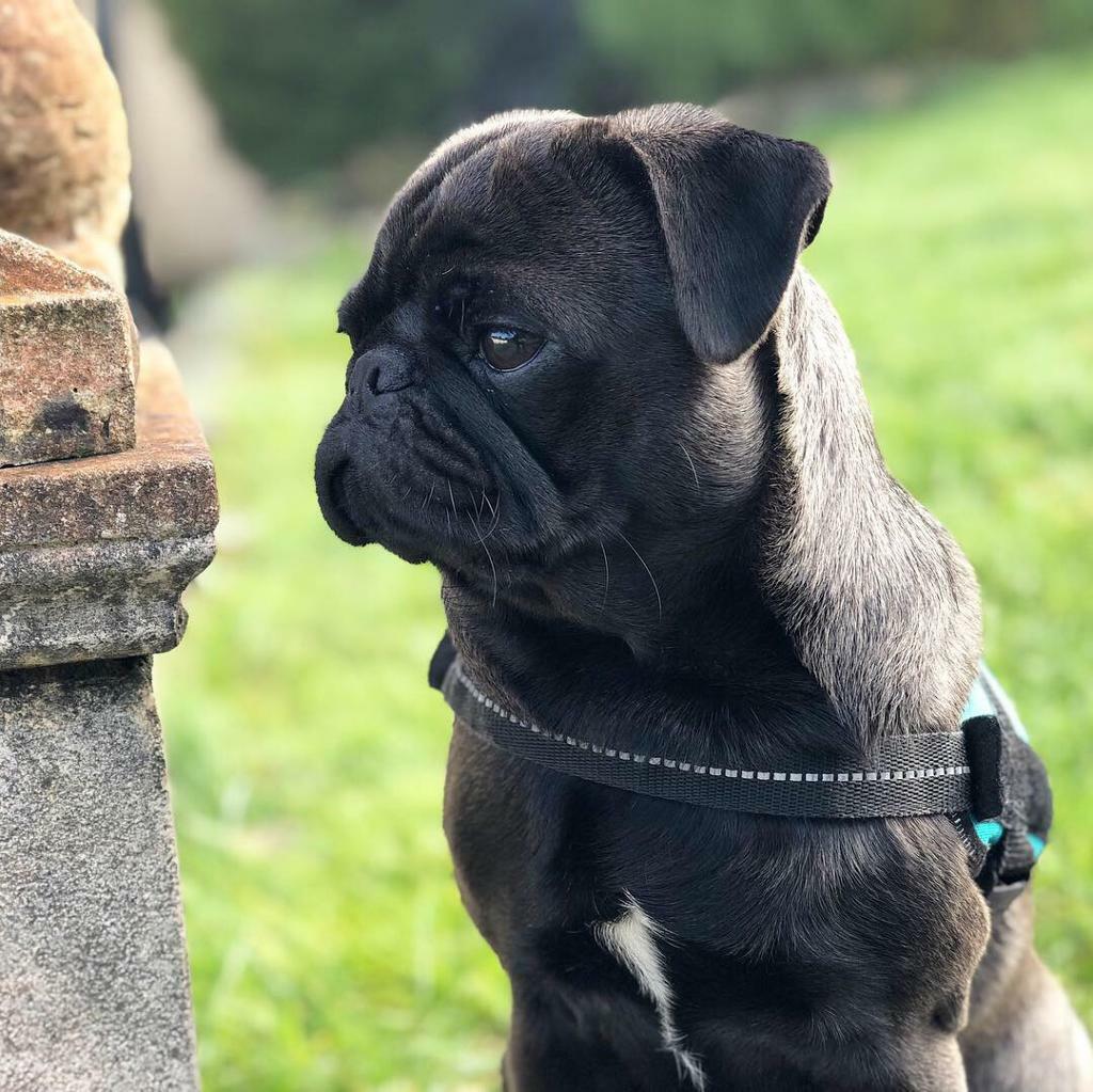 1 year old Silver Pug in Ferry Road, Edinburgh Gumtree