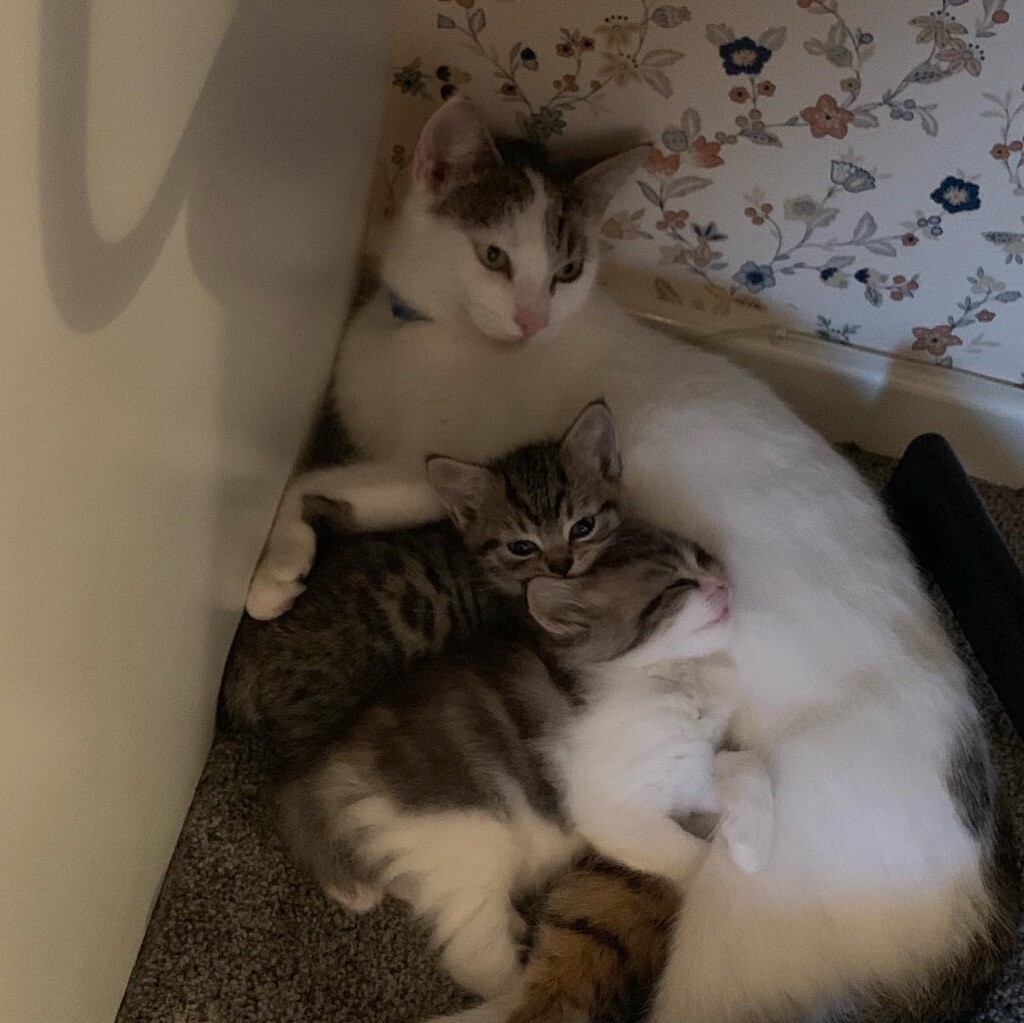 Kitten In Kings Norton West Midlands Gumtree