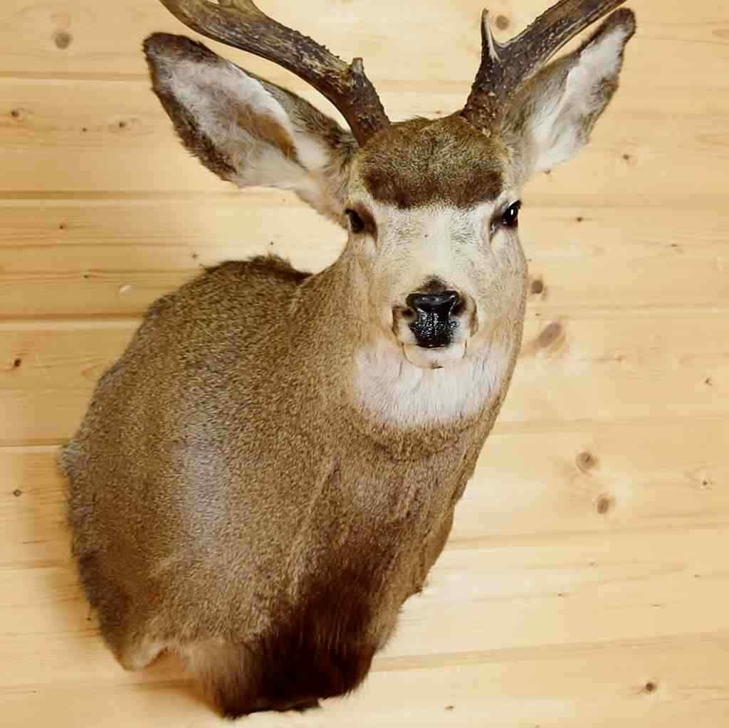 Mule Deer Taxidermy Mount - SW6217