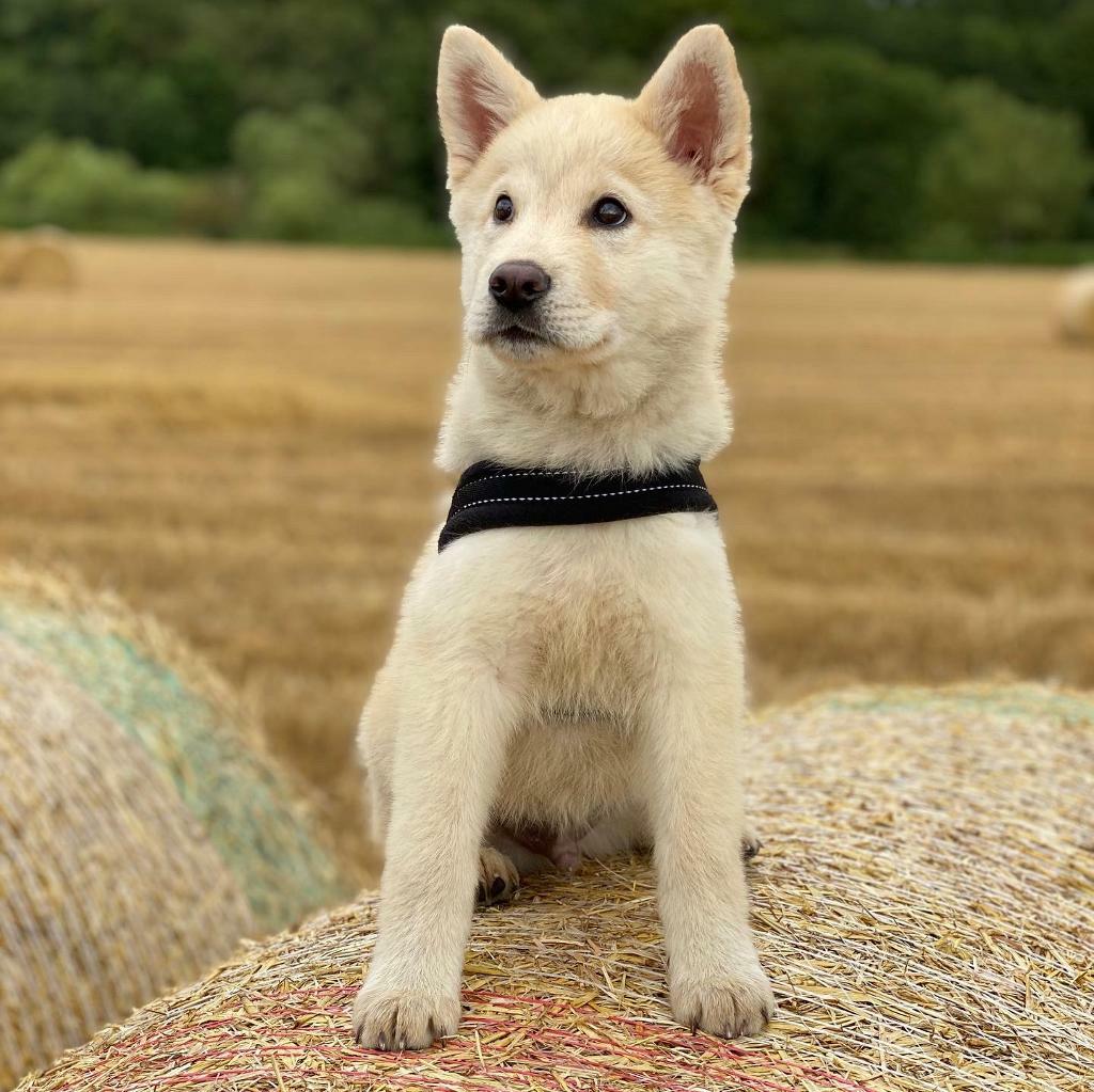HuskyChow puppy in Spennymoor, County Durham Gumtree