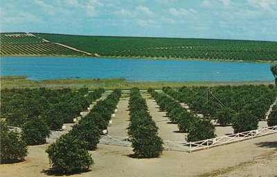 US FL Clermont c.1950 GOVERNORS GROVE MINUTE MAID ORANGE B4 ANITA BRYANT!!