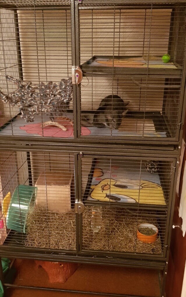2 female chinchillas and large cage in Fleet, Hampshire Gumtree
