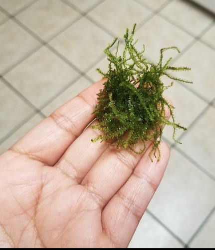 Java Moss Live Plant Freshwater  QUARTER Size