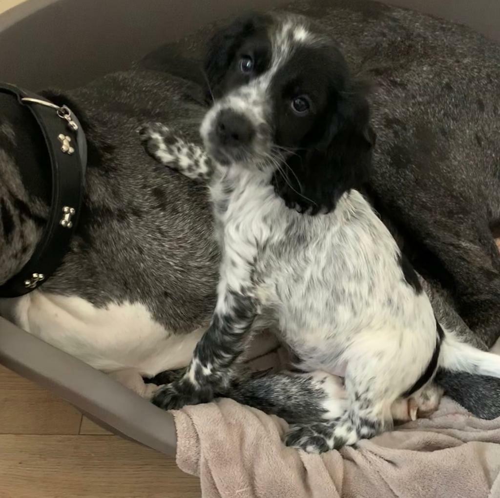 Cocker spaniel puppies in Southampton, Hampshire Gumtree